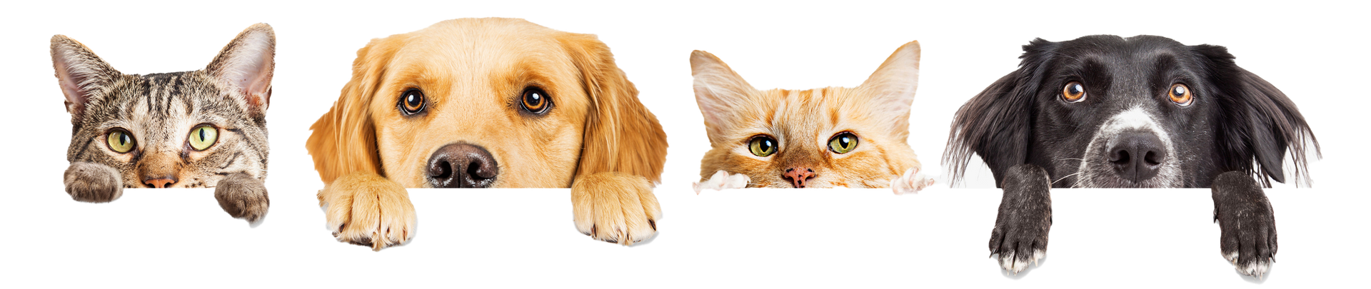 Four pets, two cats and two dogs, peering over a white surface with curiosity, each with a different color and expression.