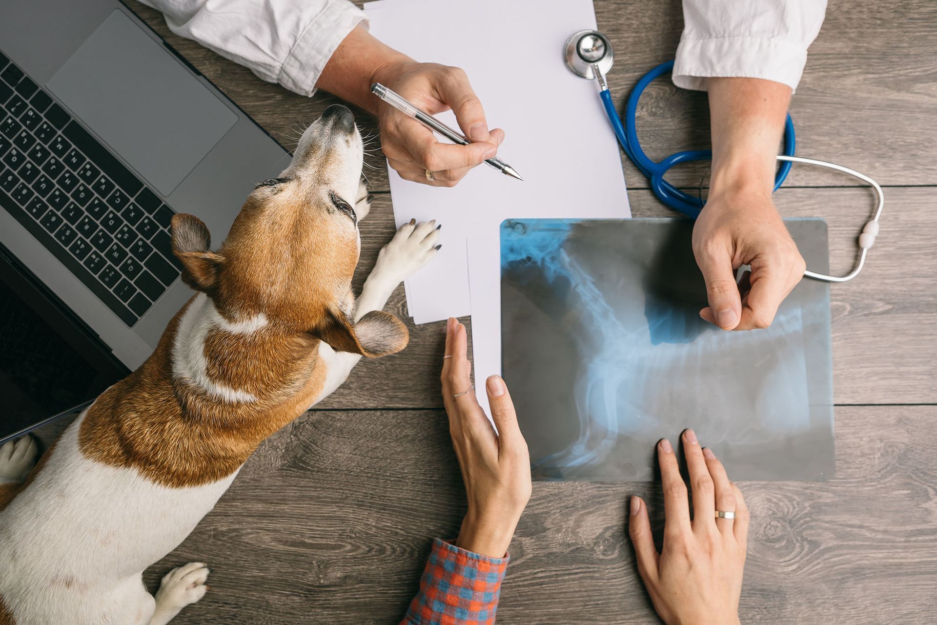 Dog at vet's office with X-ray; vet and owner examine it with dog.