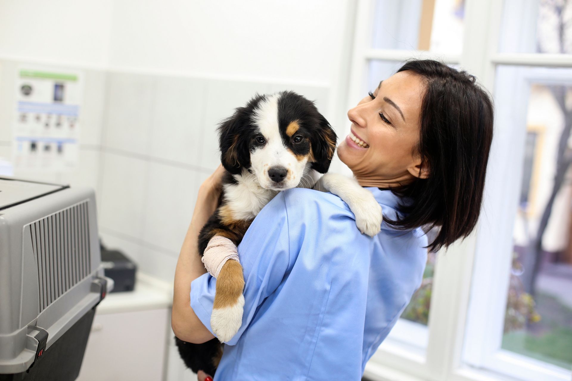 Veterinarian holding a Bernese Mountain Dog puppy in an exam room.