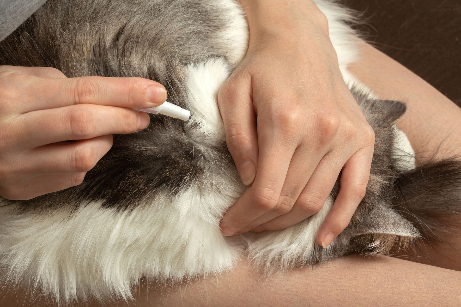 Hands giving a cat an injection on its back, indoors.