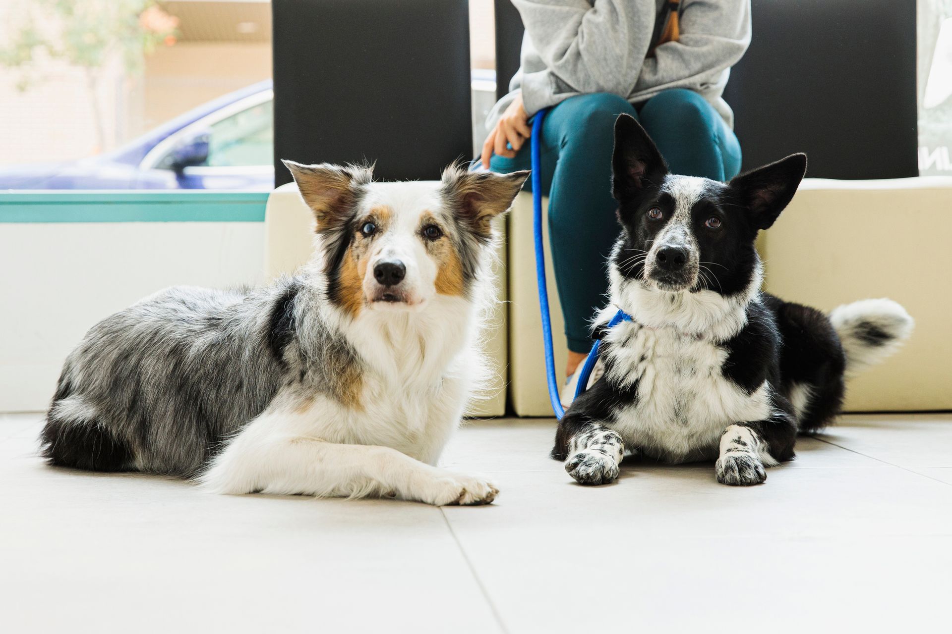 Veterinarian in white coat examines a yellow Labrador dog with a stethoscope. Clinic interior.