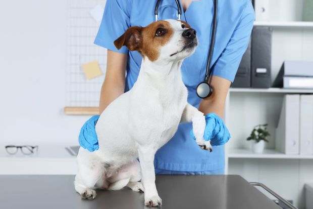 Dog at vet's office, paw raised as vet examines. Blue scrubs, stethoscope. White and brown dog.