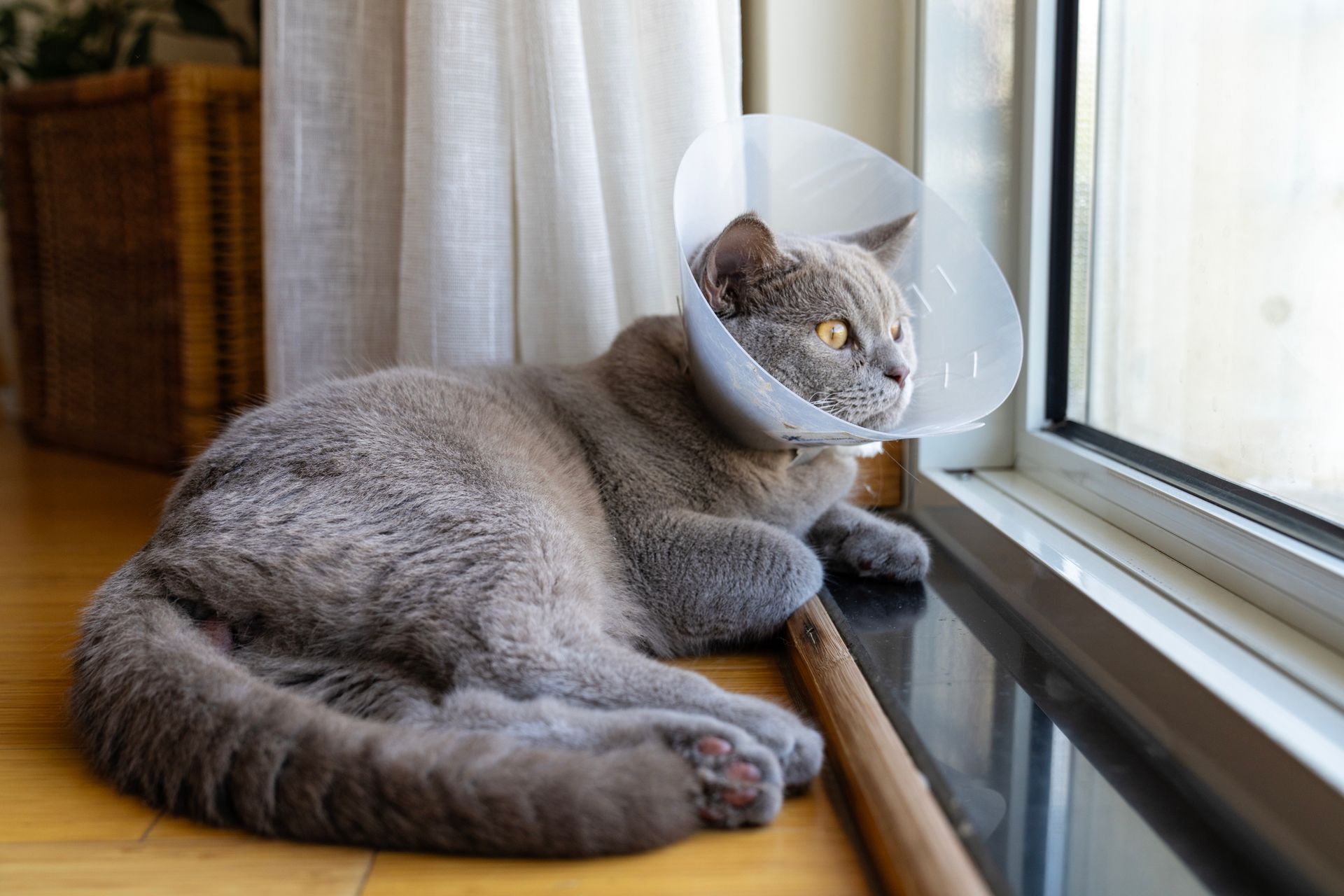 Gray cat wearing a cone, lying by a window, looking outside.