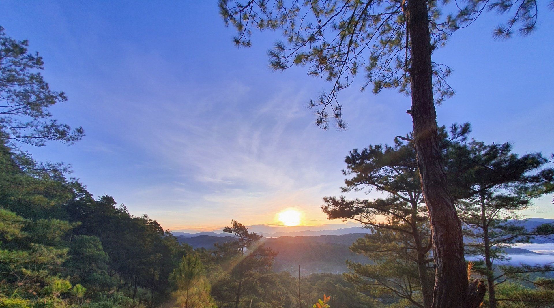 The sun is setting over a forest with trees in the foreground.