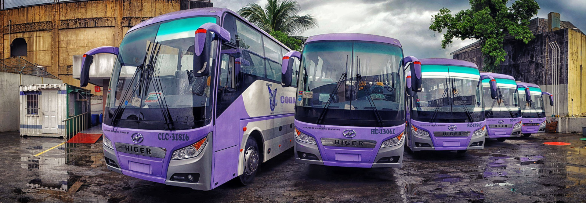 A row of purple buses are parked next to each other in a parking lot.