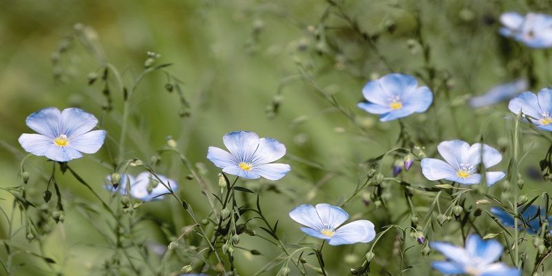 cremation services in Avondale, PA