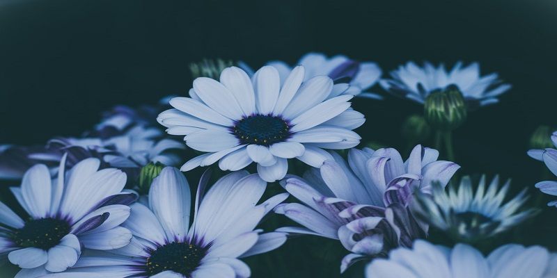 cremation services in Kennett Square, PA
