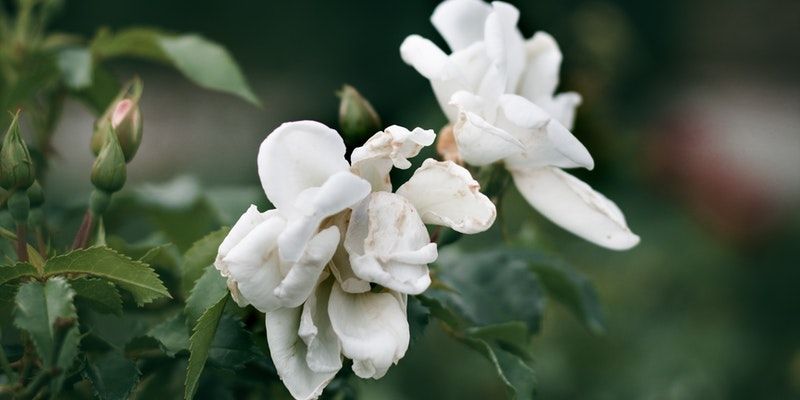 funeral homes in Chadds Ford Township, PA