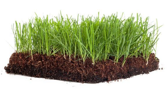 Grass – Rochester, MN – TNT Lawn & Snow Service