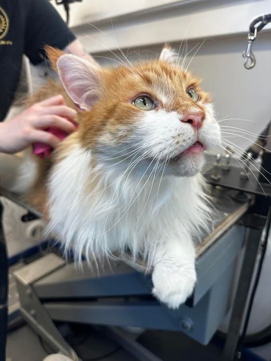 Tim the orange and white Maine coon receiving patient one-on-one mobile grooming care with Roman’s Empire in Folsom, CA