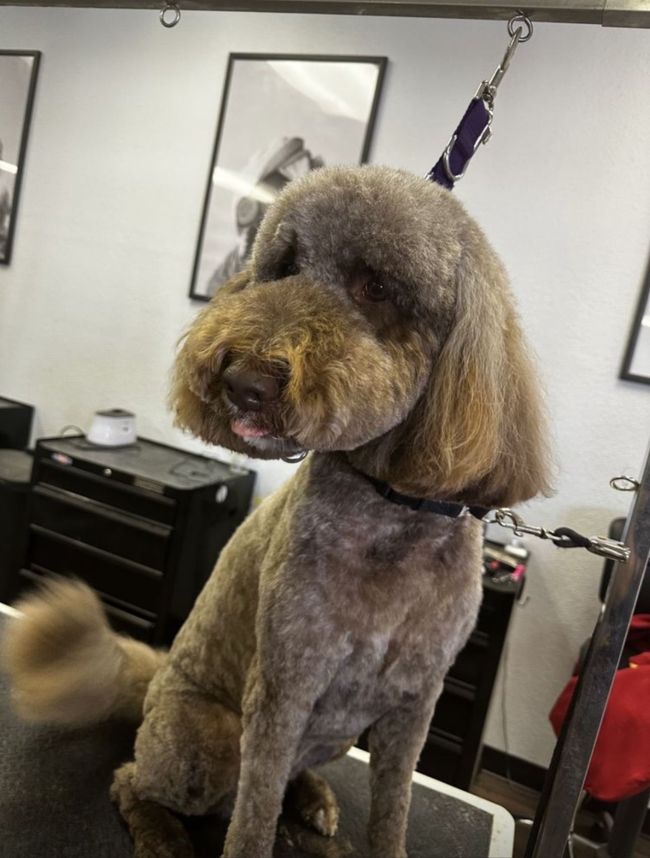 Dark grey doodle wagging tail on grooming table showing Asian Fusion style cut