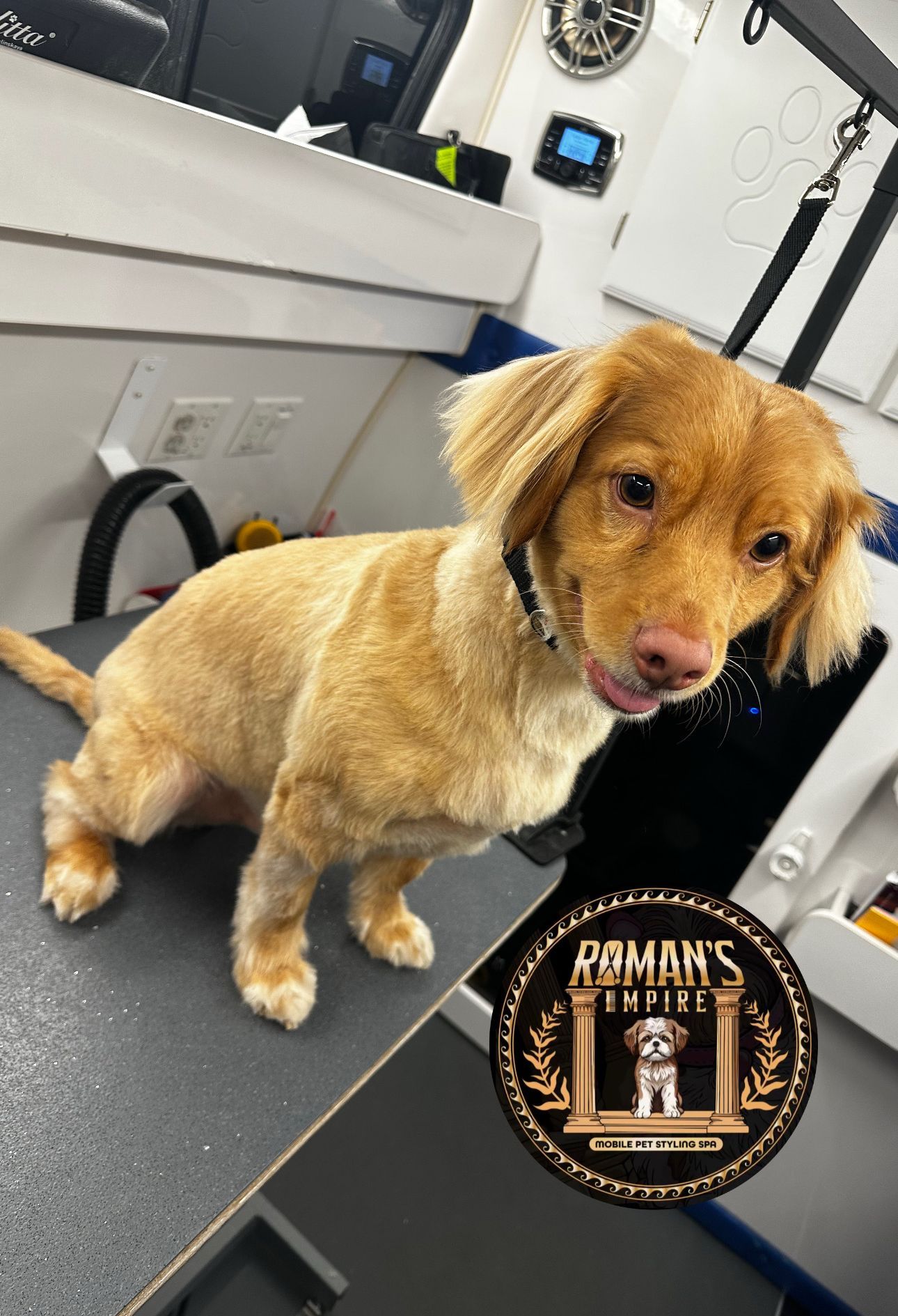 Simba the tan dog smiling at camera post-haircut on grooming table in van
