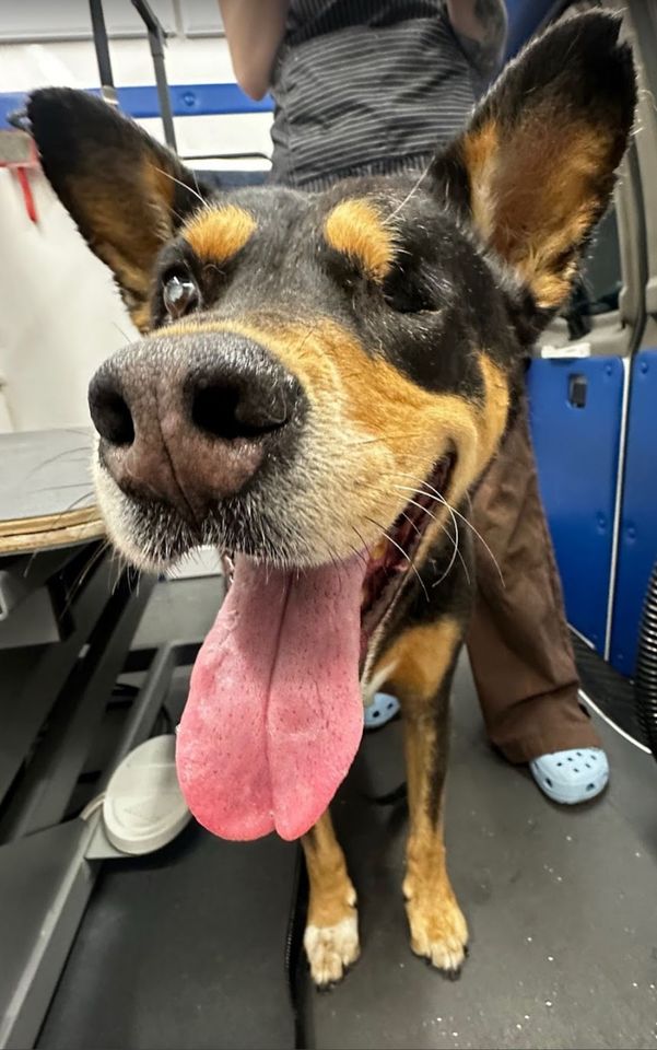 A senior black and brown shepherd with one eye happily showing off at the camera after his deshed next to Ottillie in Granite Bay, CA
