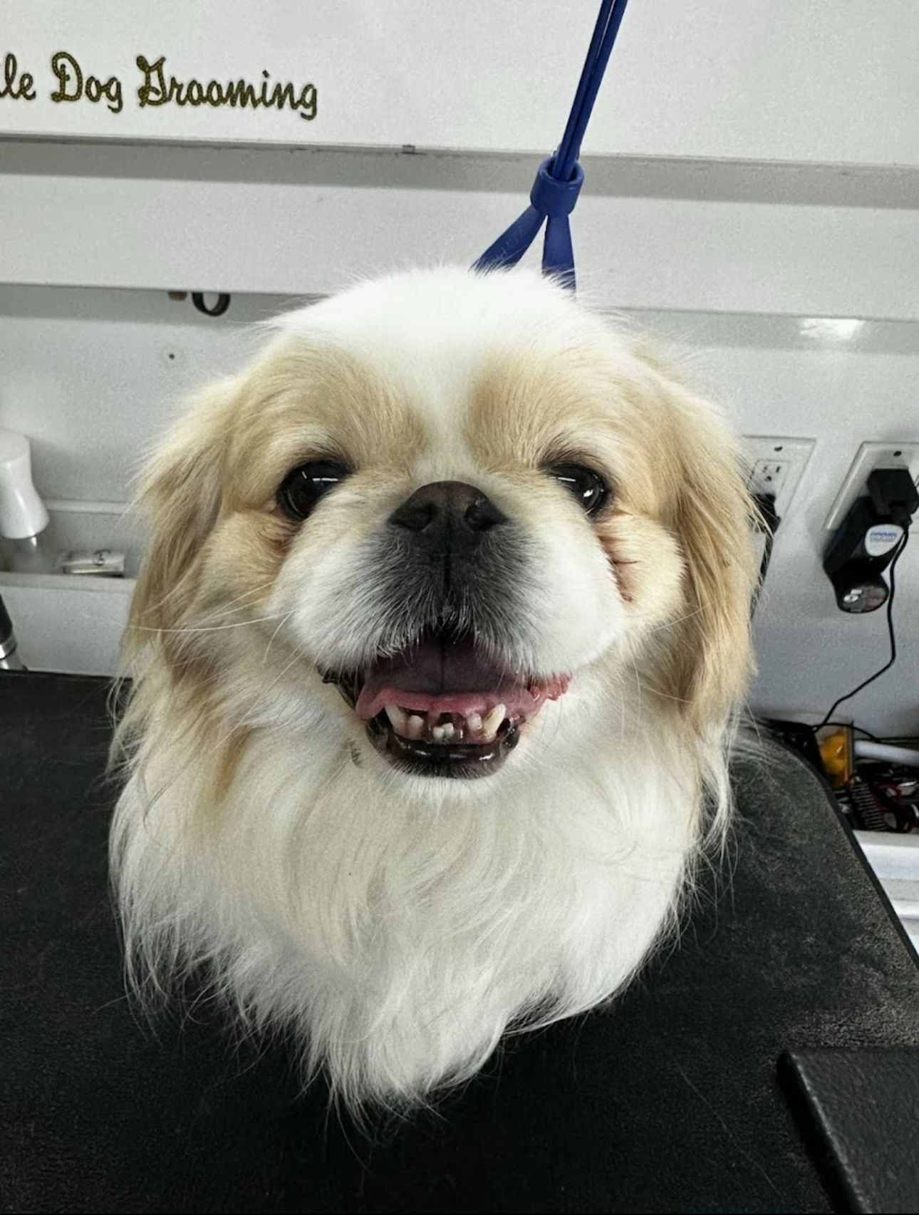 Happy white and tan Pekingese on grooming table in van after bath and brushout