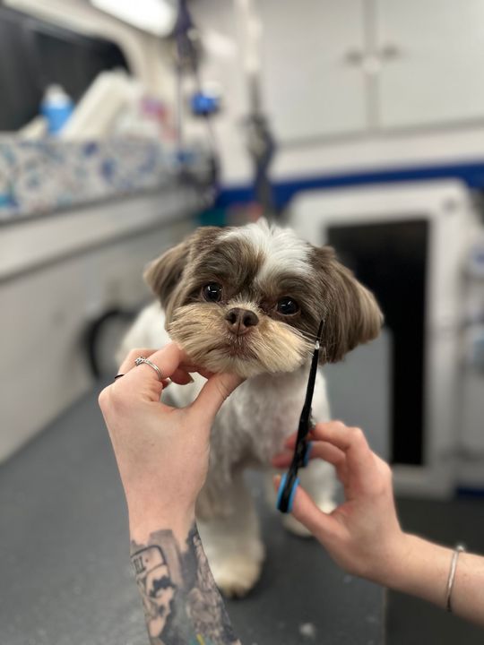 Returning shih tzu named Roman receiving consistent routine mobile grooming care in Folsom, CA