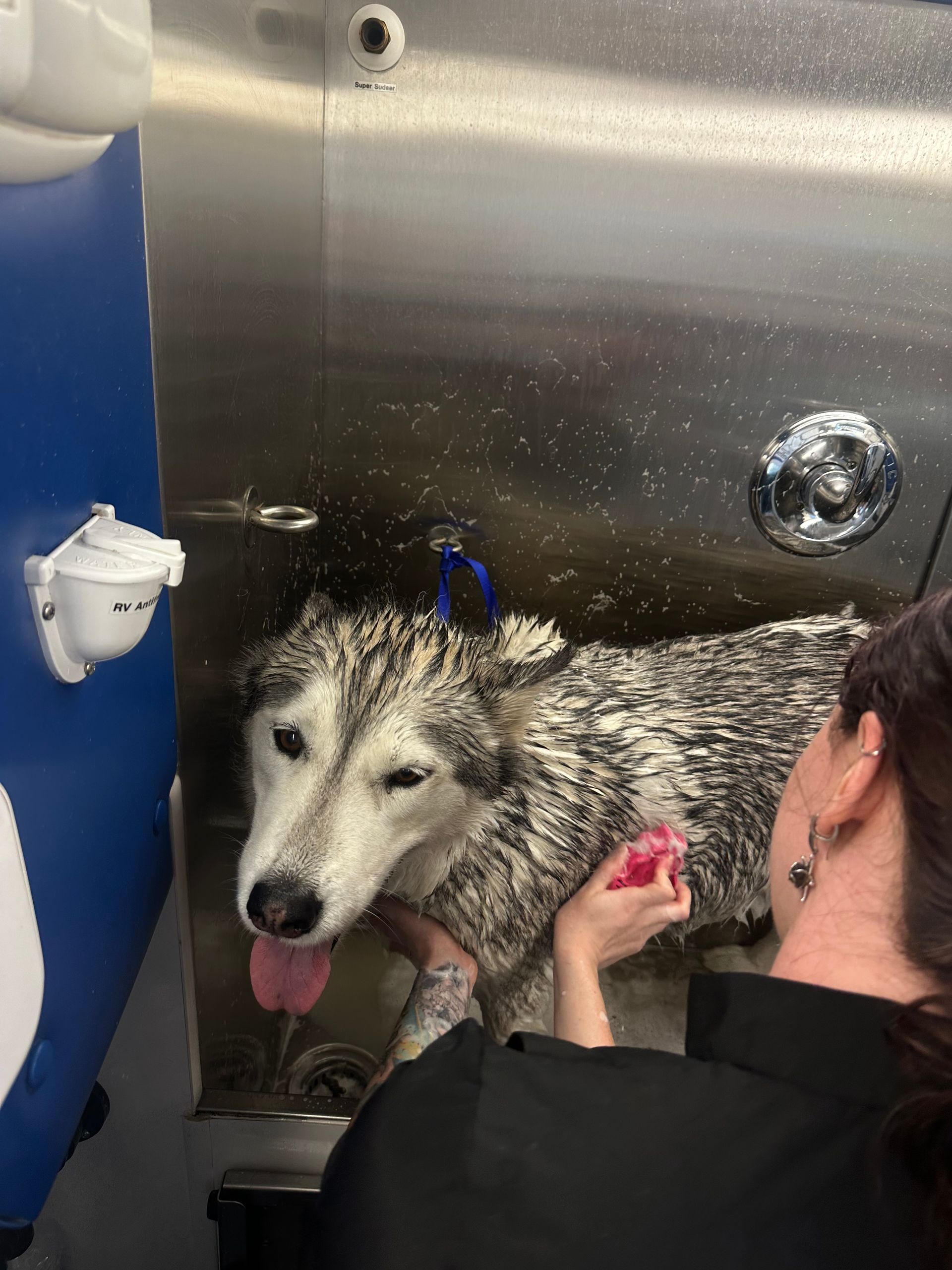 White and grey husky being brushed in the tub while wet by Ottillie