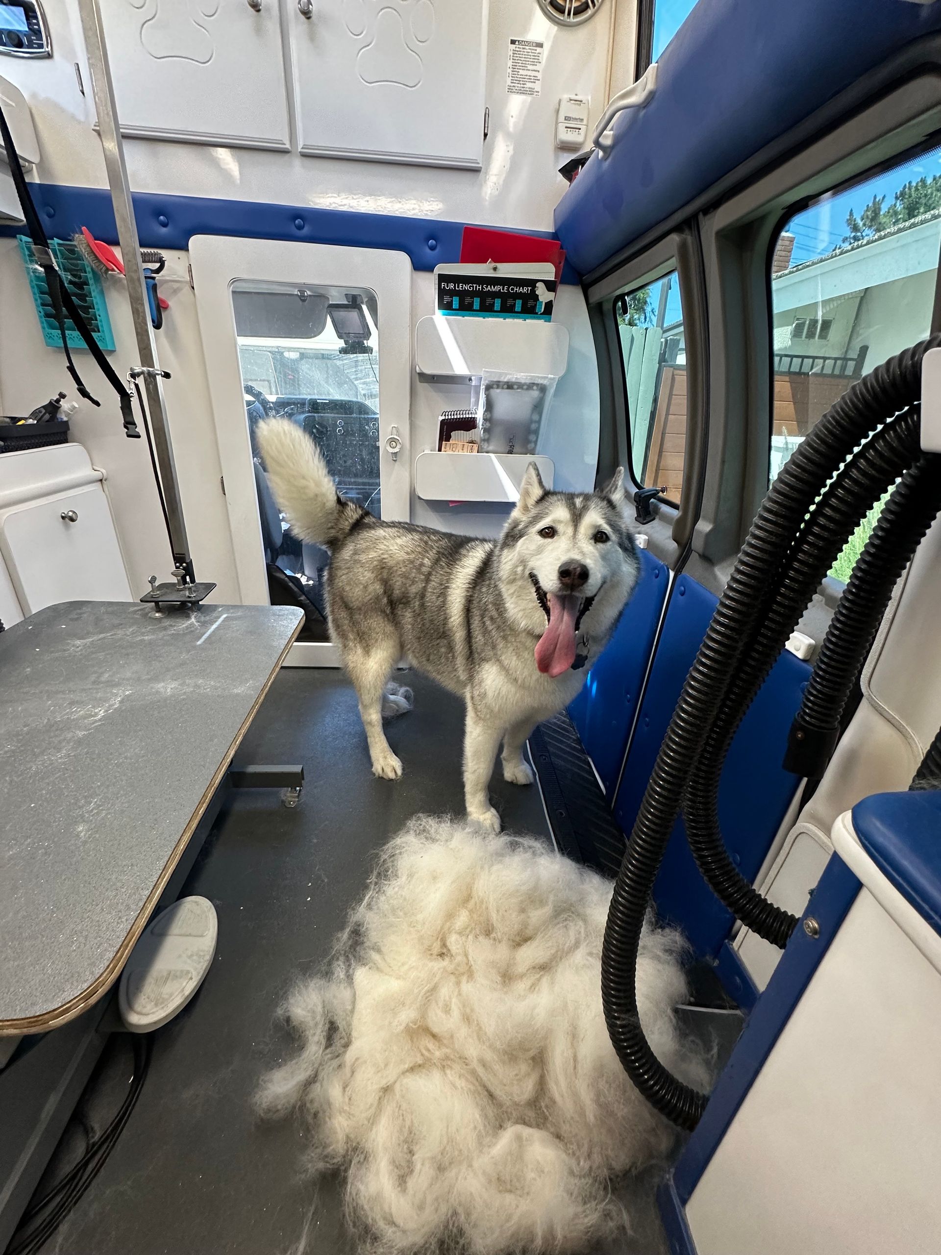 Same husky happy and relieved post-deshed with giant pile of fur beside him on floor