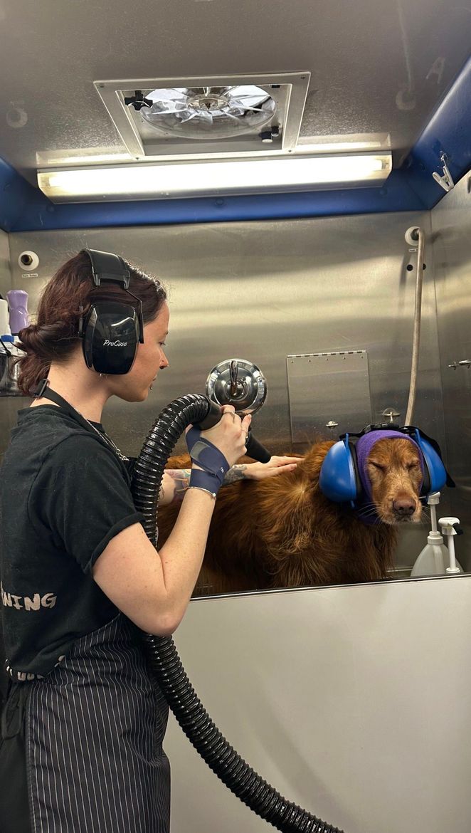 Ottillie giving Foxy the golden retriever a blow dry while they both wear hearing protection in El Dorado Hills, CA