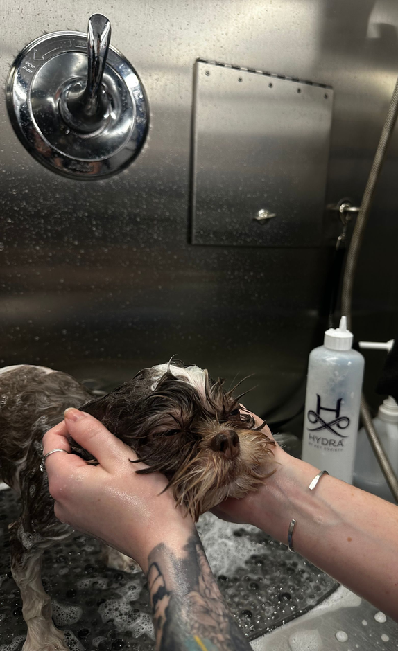 Ottillie bathing and grooming Roman the shih tzu in the Roman’s Empire mobile salon in Folsom, CA