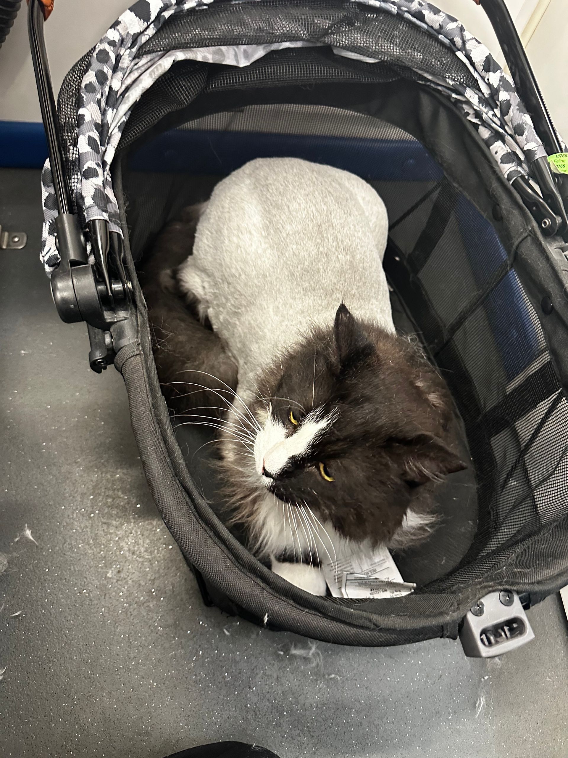 Louis the Maine Coon mix sitting calmly in carrier on van floor showing off lion haircut