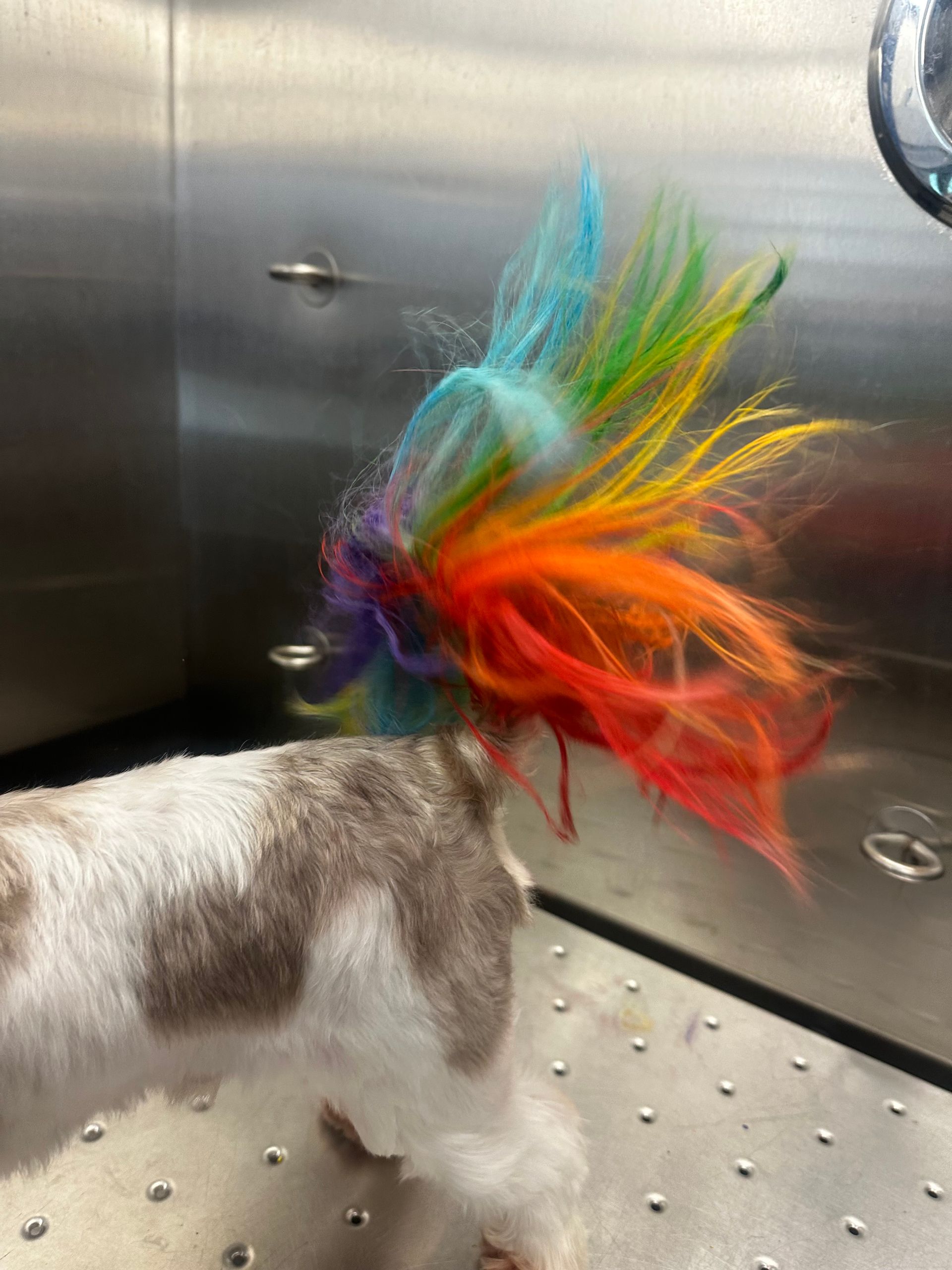 Roman’s colorful wagging rainbow tail in bathtub showing creative grooming after cut and color