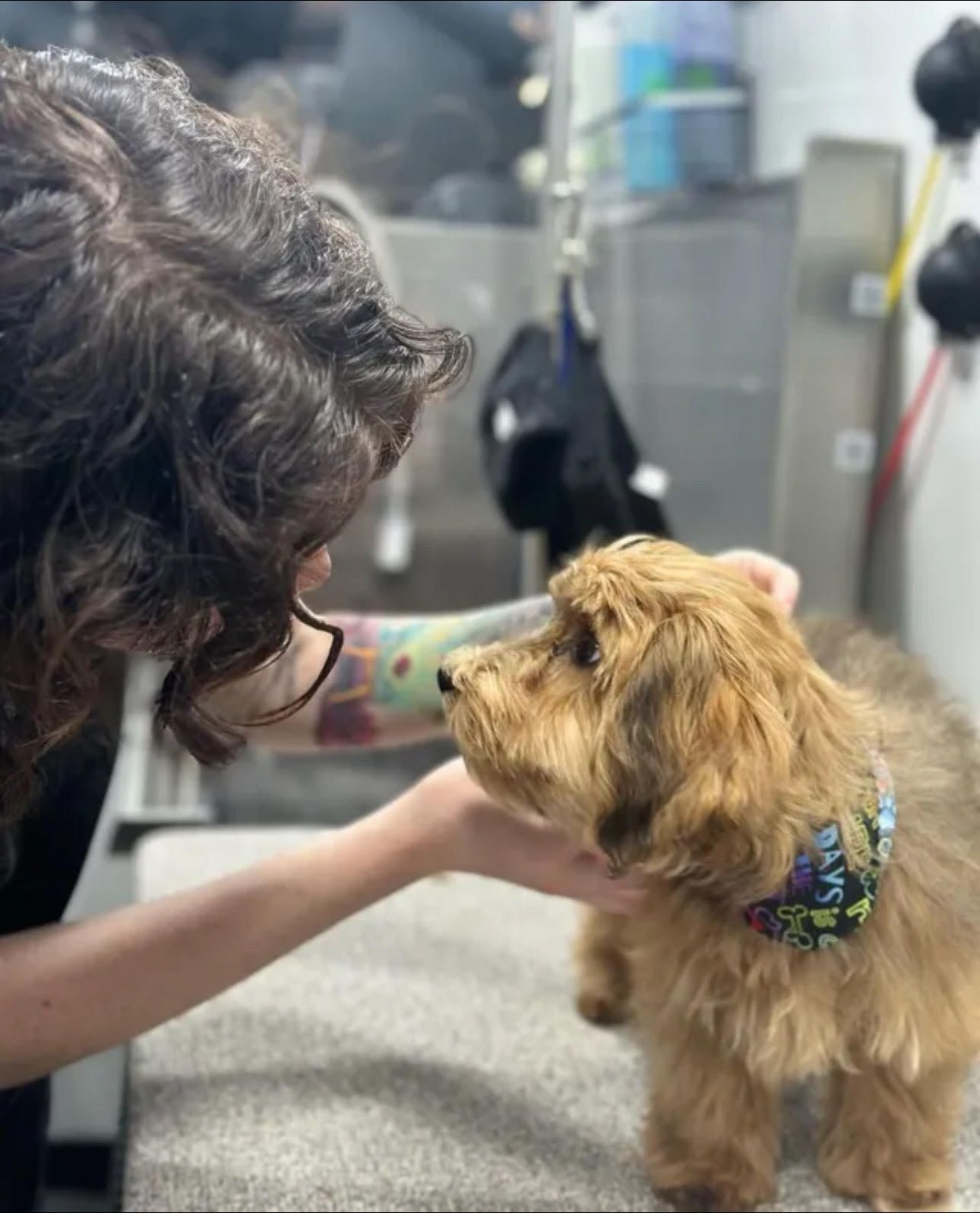 Calm puppy getting a bandana from Ottillie after her first mobile grooming appointment in El Dorado Hills, California.