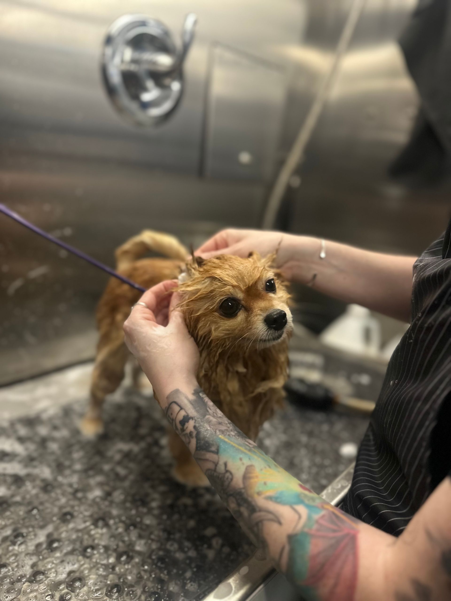 Mona the Pomeranian getting a calm bath by Ottillie in Gold River, CA