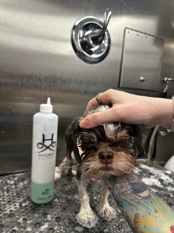 Roman the shih tzu calmly getting a bath inside the Roman’s Empire mobile grooming salon in Folsom, CA