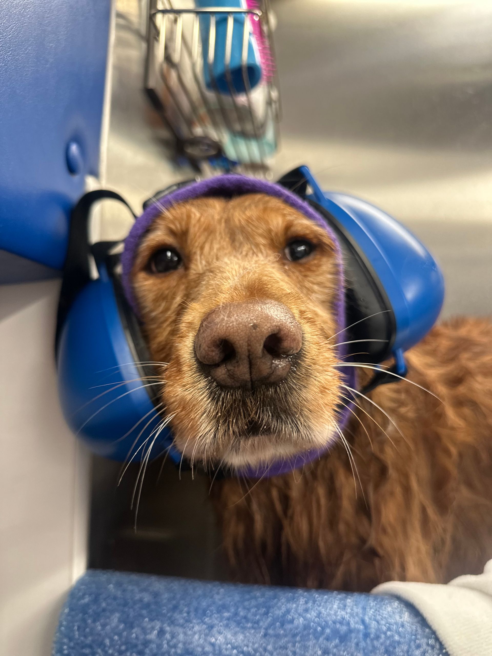 Foxy the golden retriever with protective hearing equipment in bathtub in El Dorado Hills, CA