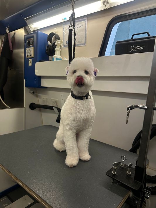 Freshly groomed dog named lavender after a mobile Bath and Haircut service in Gold River, CA