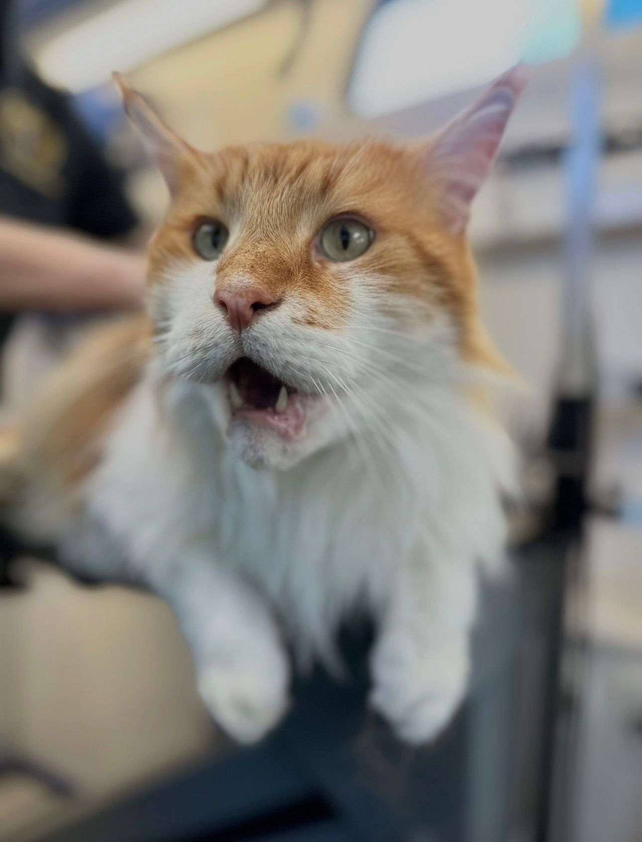 Tim the orange and white Maine Coon Getting brushed calm by Ottillie in Folsom, CA