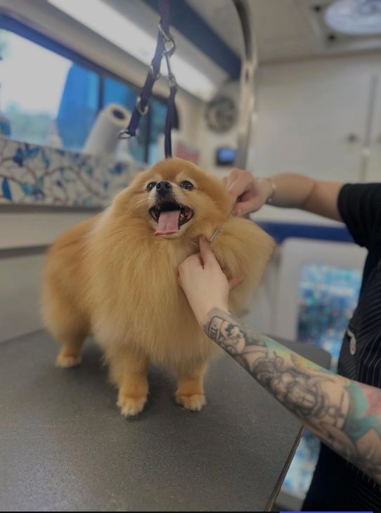 Mona the pomeranian receiving detailed all-inclusive care during a mobile grooming appointment in Gold River, CA