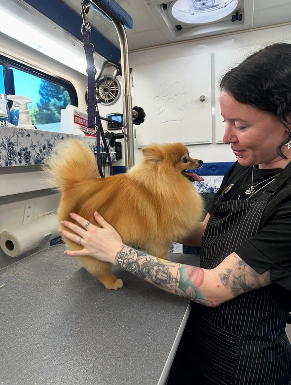 Mobile groomer assessing Mona the Pomeranians coat before an appointment in Gold River, CA