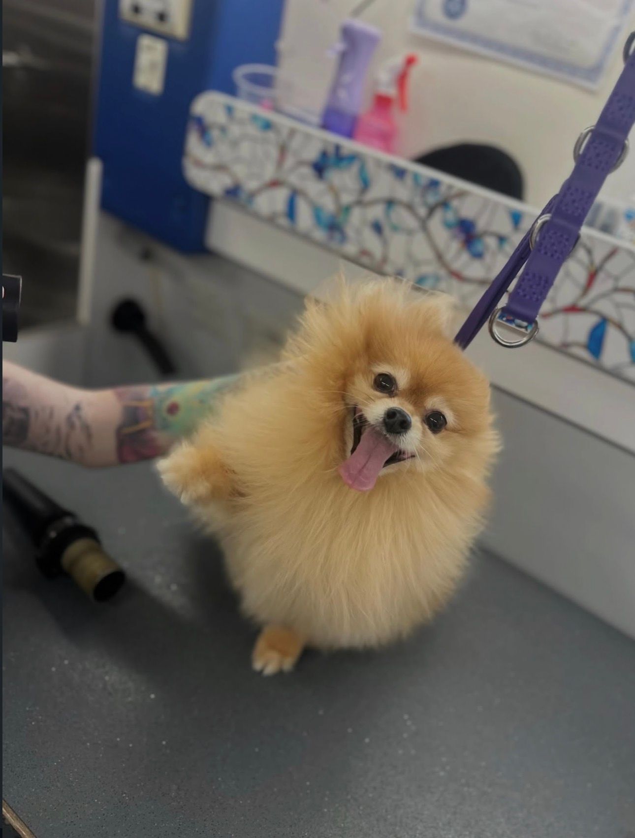 Mona the pomeranian getting a relaxing blow dry from Ottillie in Gold River, CA