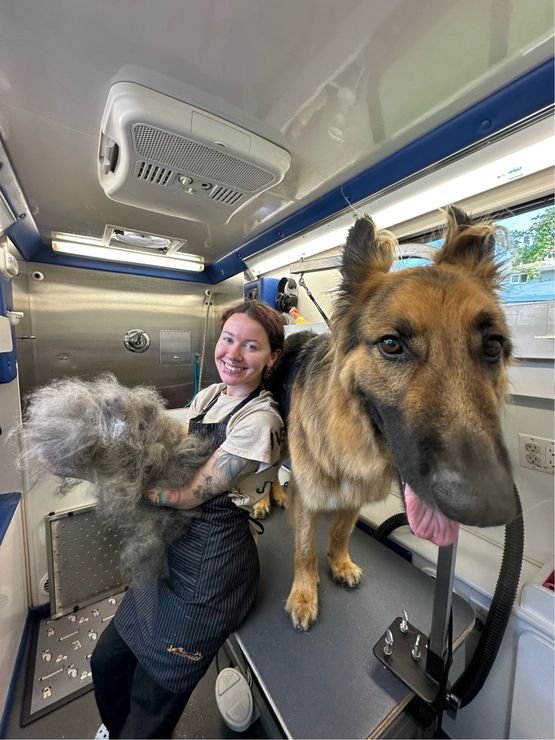 Ottillie doing a deshed on Otto the German Shepard in Gold River, CA