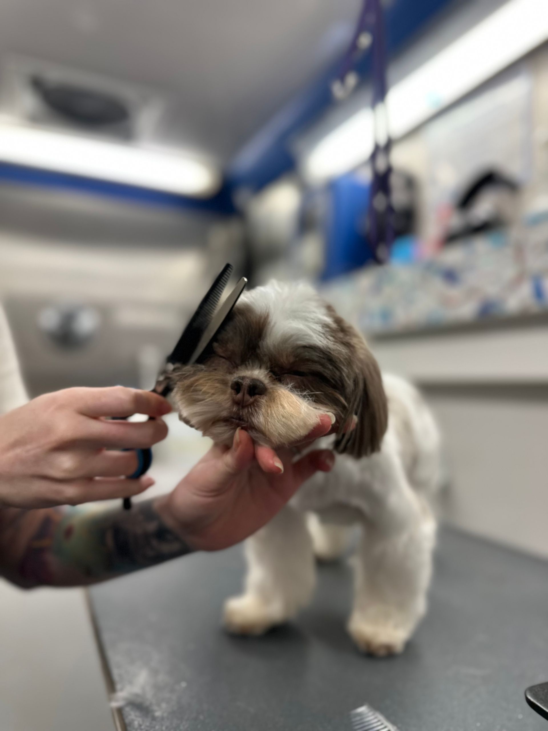 Professional mobile dog grooming service inside the Roman’s Empire salon in Folsom, CA with calm shih tzu Roman