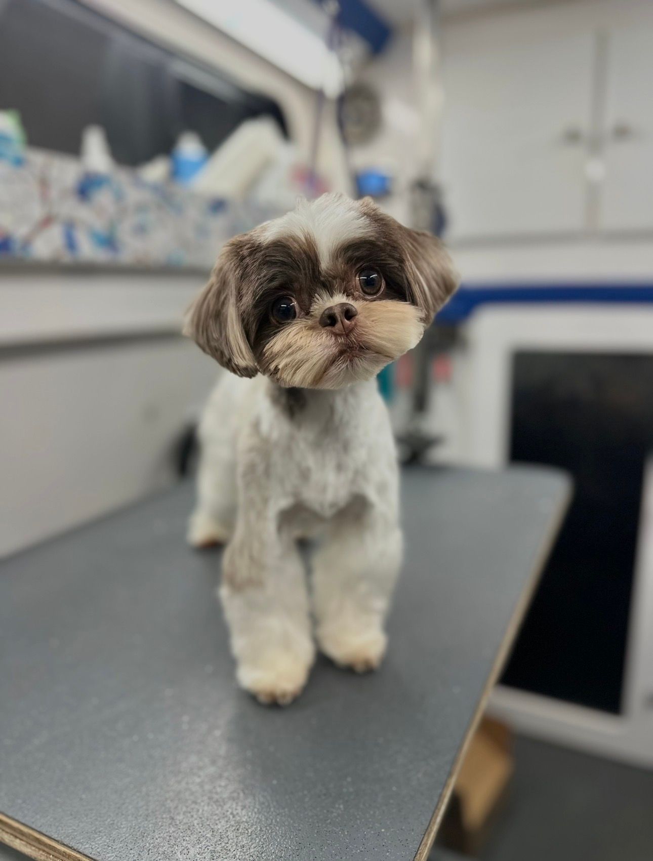 Relaxed shih tzu roman inside the Roman’s Empire mobile grooming salon after a full groom in Folsom, CA