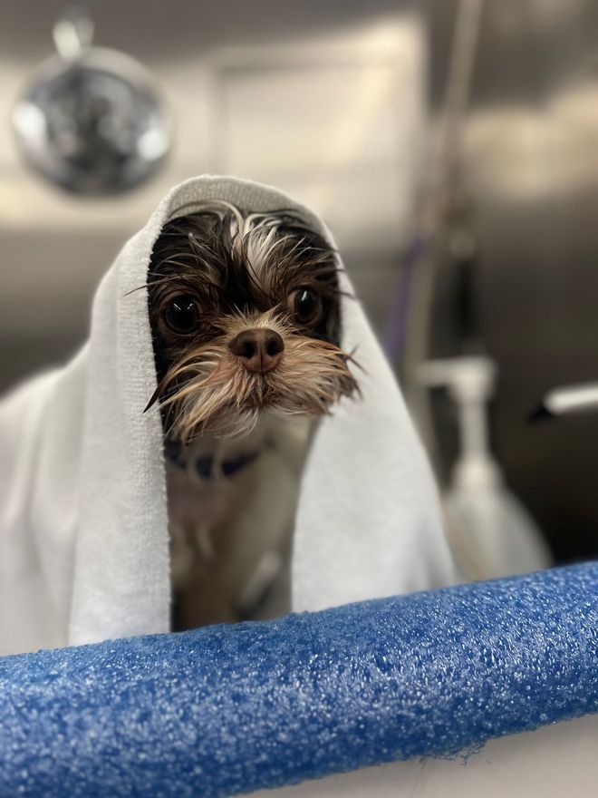 Roman the shih tzu calm and relaxed after a bath in Folsom, CA