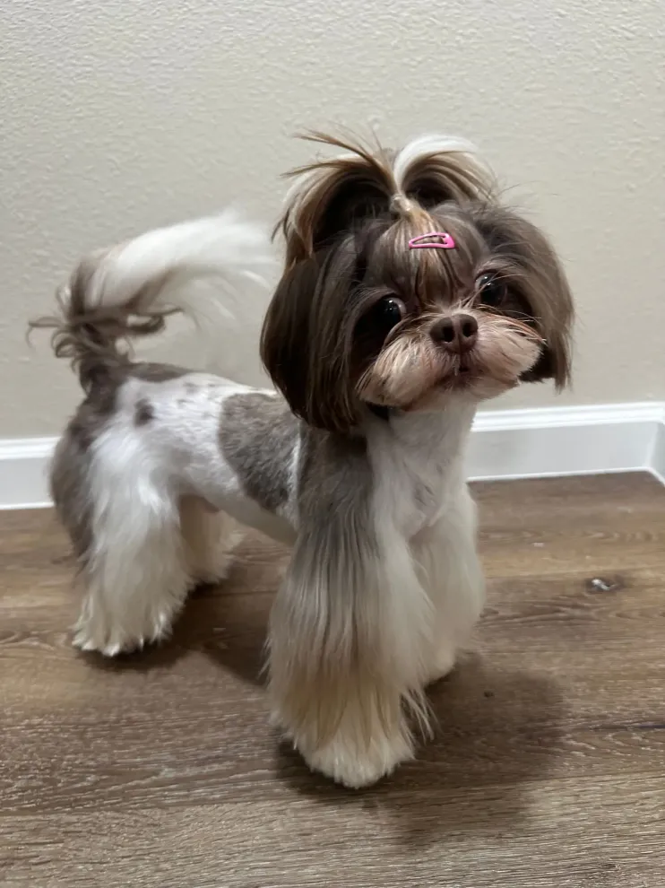 Roman the shih tzu showing off his haircut in Granite Bay, CA
