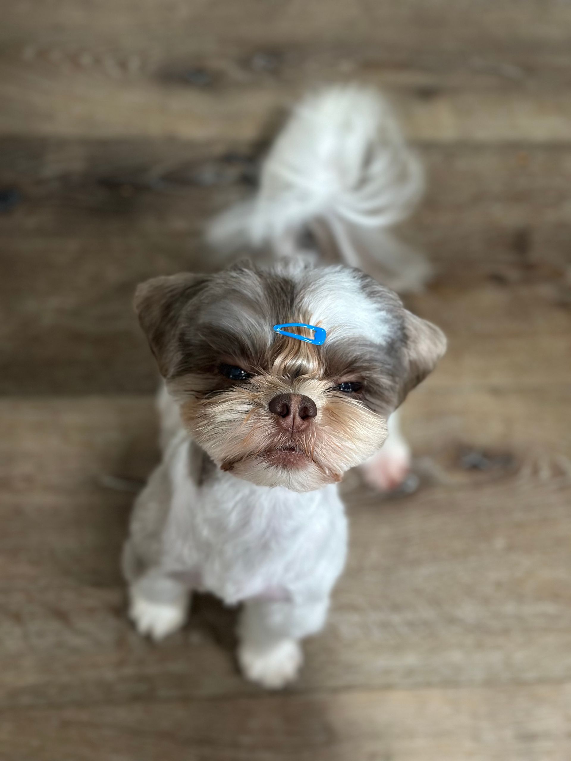 Roman the Shih Tzu with shaved ears, teddy bear face, and accessory clip looking at the camera after a fresh groom