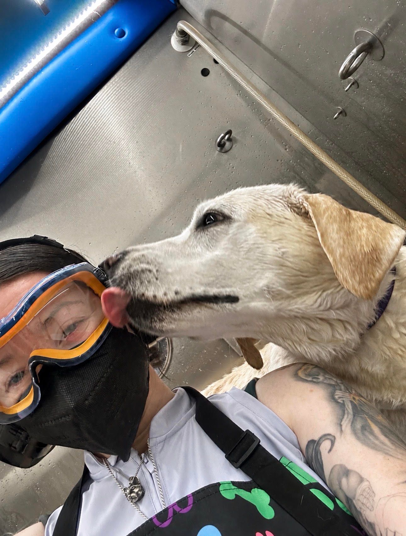 Professional dog groomer wearing eye protection and a mask while a wet Labrador licks her face durin