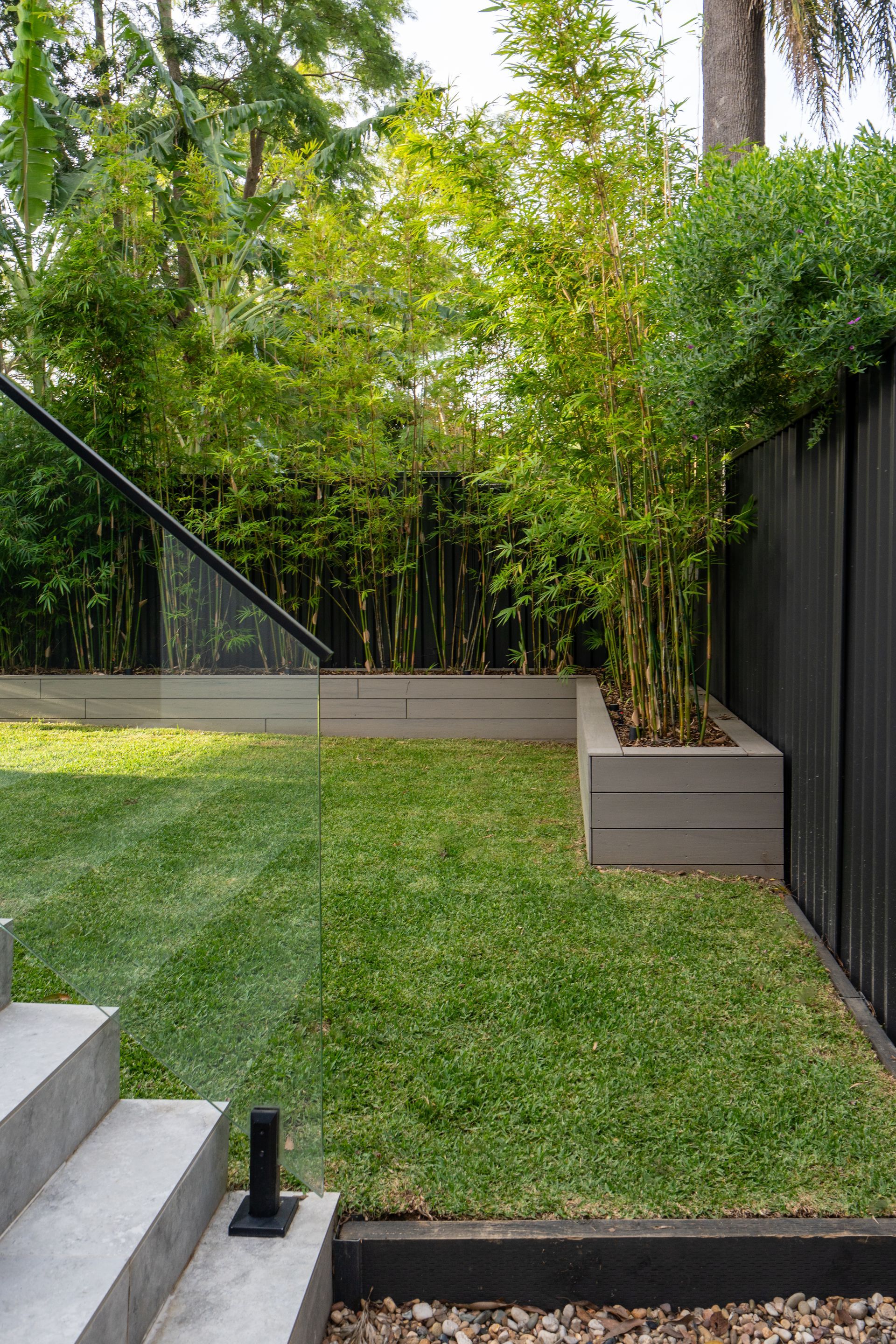 Green grass yard with bamboo plants in a planter and a black metal fence.