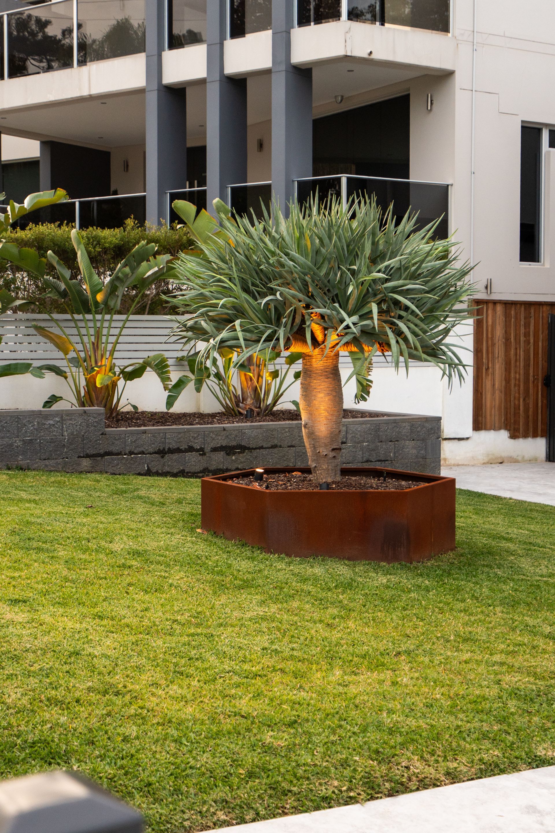 A dragon tree is sitting in a planter in the grass in the front yard.