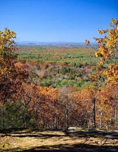 Chimney-Sweep-Portland-Vibrant autumn foliage blankets a vast forest landscape under a clear blue sky, viewed from a wooded overlook.