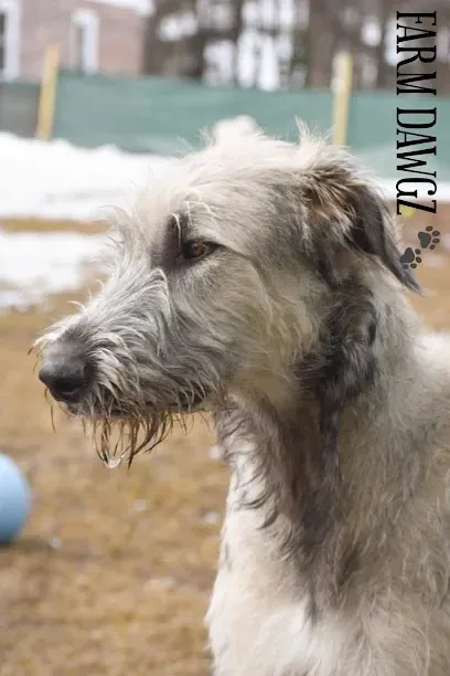 Chimney-Sweep-Portland-A scruffy, gray dog stands outdoors on brown grass with patches of snow, gazing to the left. The background is blurred, creating a serene mood.