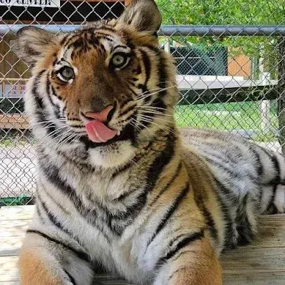 Chimney-Sweep-Portland
A tiger with its tongue sticking out lies on a wooden surface in front of a fence enclosure.