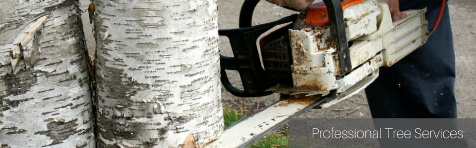 A person uses a chainsaw to cut into a birch tree trunk, with the text 