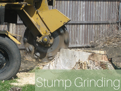 A yellow stump grinder machine cuts into a large wooden tree stump in front of a wooden fence.