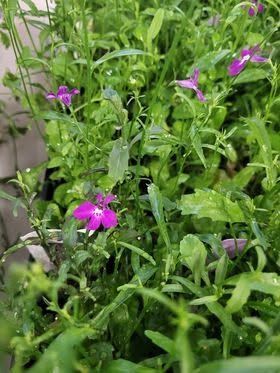 Bright pink wildflowers among green foliage in a garden or roadside patch