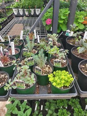 Potted seedlings and succulents arranged on outdoor greenhouse benches, with a pink flower and lush greenery.